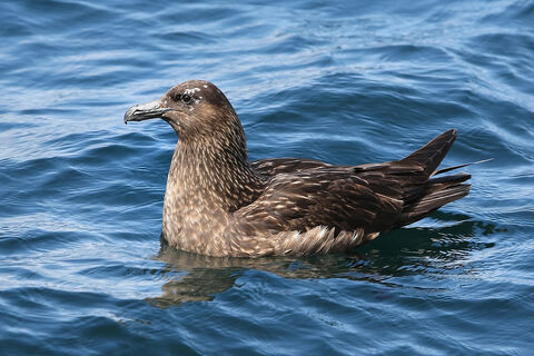 Great skua The Wildlife Trusts